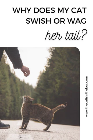 why does my cat swish or wag her tail? Pinterest-friendly pin