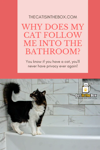 Why does my cat follow me into the bathroom? Pinterest-friendly pin