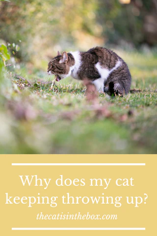 why does my cat keeping throwing up? Pinterest-friendly pin