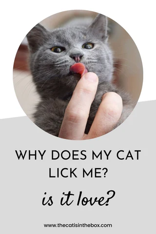 Why does my cat lick me?