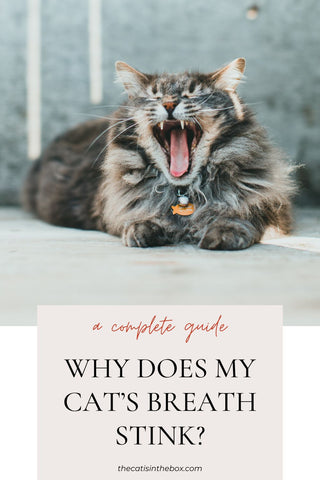why does my cat's breath stink?