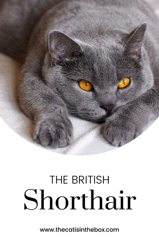 The British Shorthair