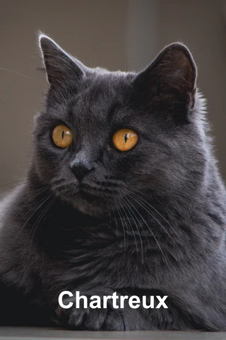 Chartreux