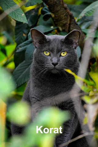 Korat