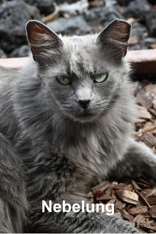 nebelung