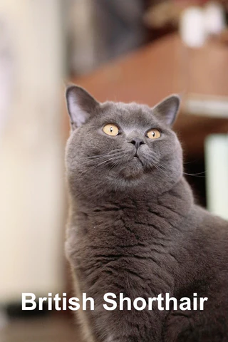 British Shorthair