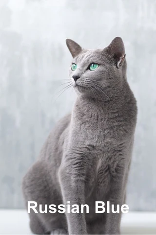 Russian Blue