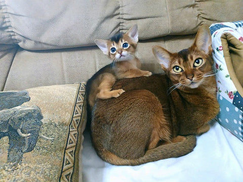 abyssinian cat