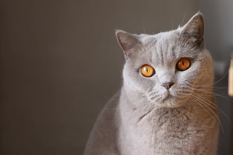 cat with slit-shaped pupils