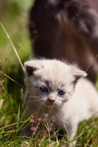 lilac cat