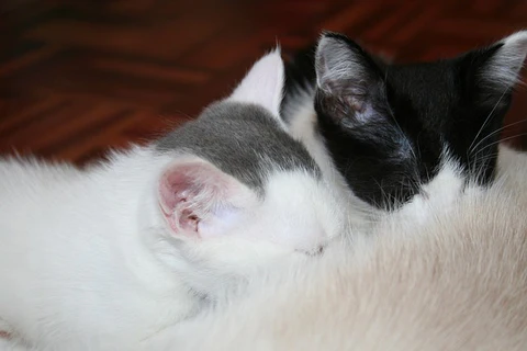 nursing kittens