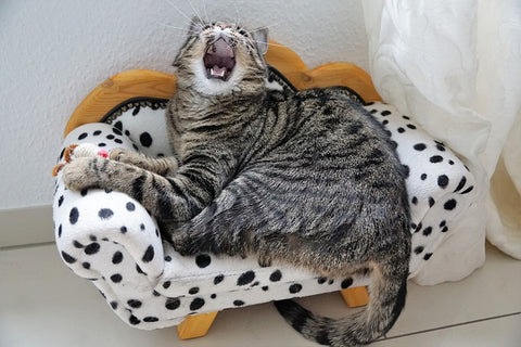 cat with open mouth