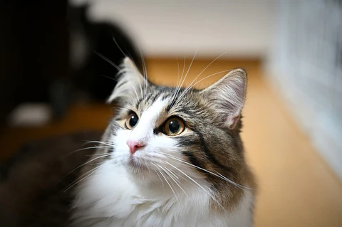 Norwegian Forest Cat