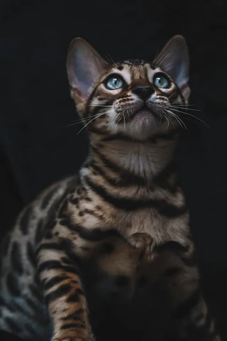 Bengal cat