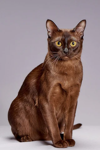 Burmese cat