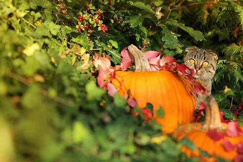 cat and pumpkin