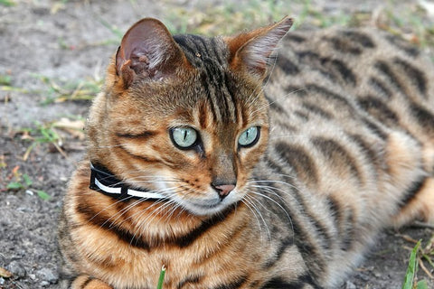 Bengal cat