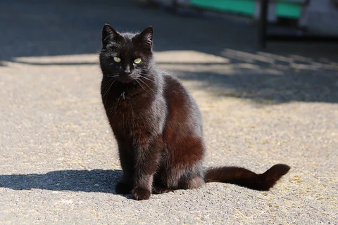 black cat rusting