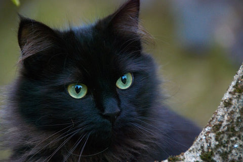 black cat