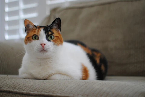 calico cat