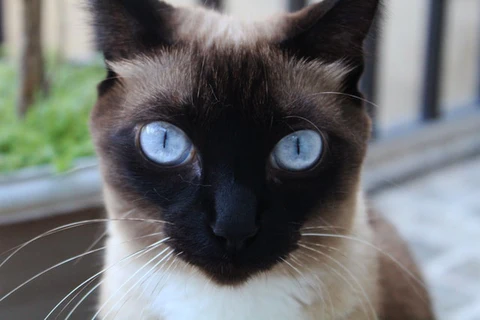 siamese cat