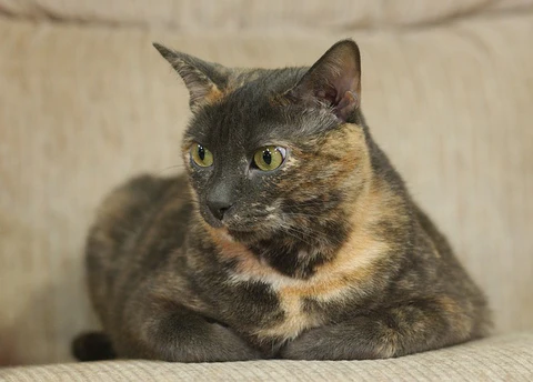 tortoiseshell cat