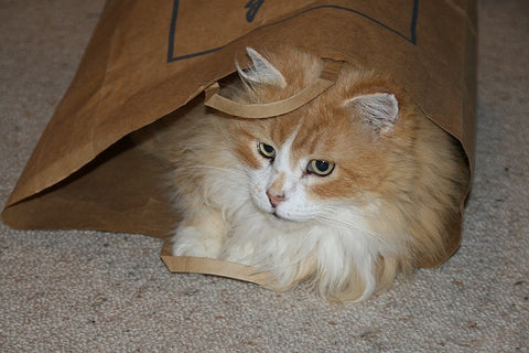 cat in a paper bag