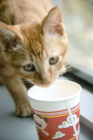 cat drinking from a cup
