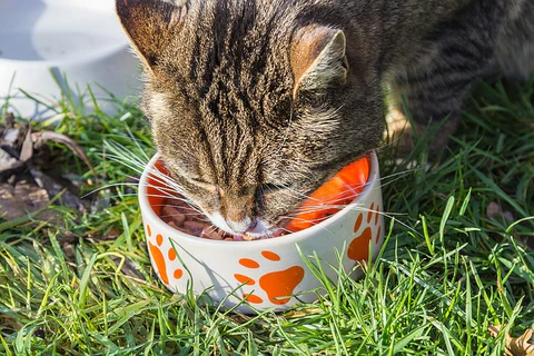 tabby cat eating out of a bowl