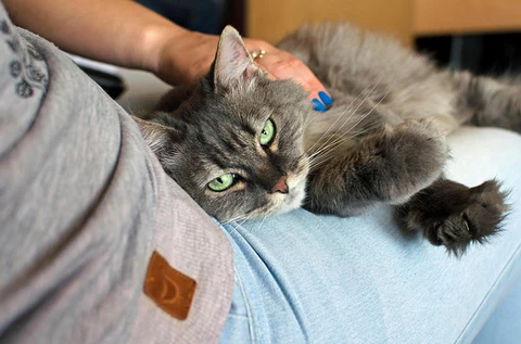 cat on a person's lap