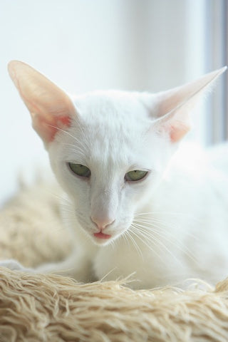 oriental shorthair