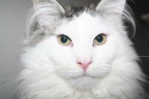 white and gray Maine Coon