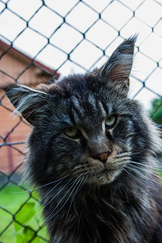 Maine Coon head