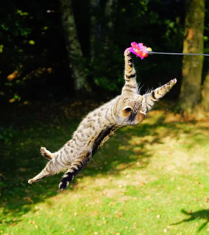 cat twisting to play with a toy