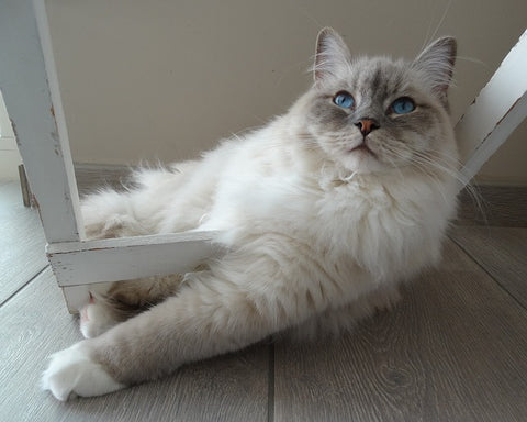 Ragdoll cat on the floor