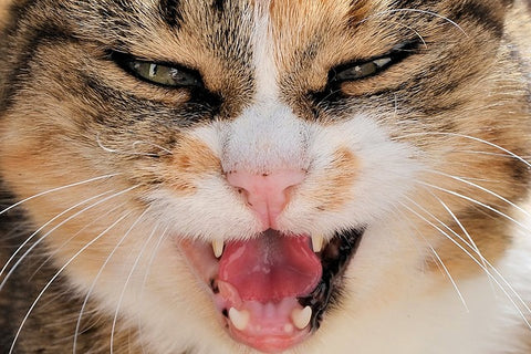 cat open mouth