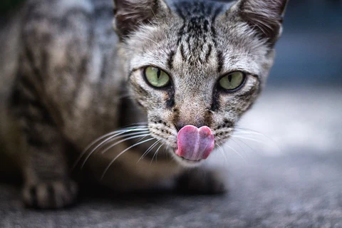 cat tongue