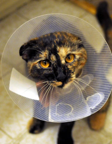 cat in cone