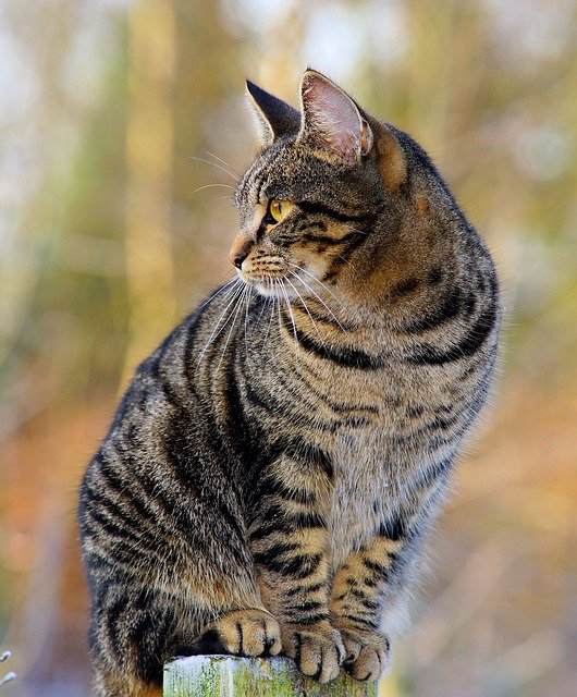 6 Cat Coat Colors, Patterns & Markings (with Pictures)