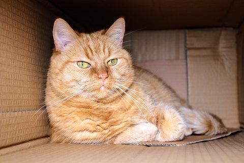 cat in a cardboard box