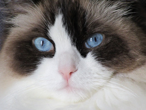 Ragdoll cat with blue eyes