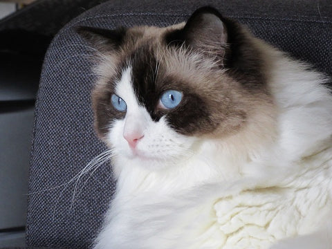 Ragdoll cat