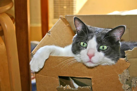 cat in chewed cardboard box