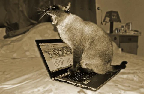 cat and computer