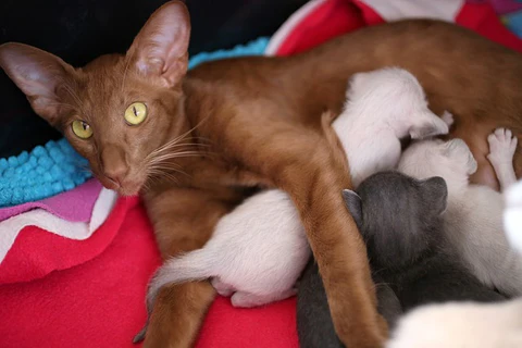 mother cat nursing kittens