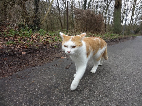 cat running on road