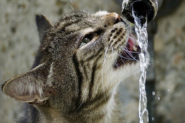 cat drinking out of a faucet