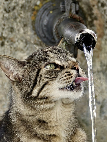 cat drinking water from faucet