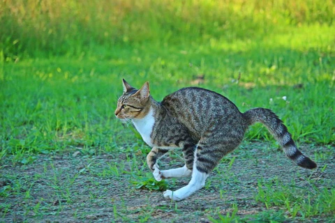 cat running