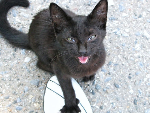 black cat meowing